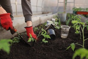 Person's in garden gloves working with soil around plants