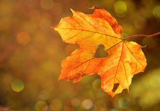 A golden autumn leaf with a heart-shaped hole in its center