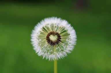 A dandelion that has a center shaped like a heart.