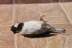 dead sparrow