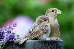 parent and young sparrow